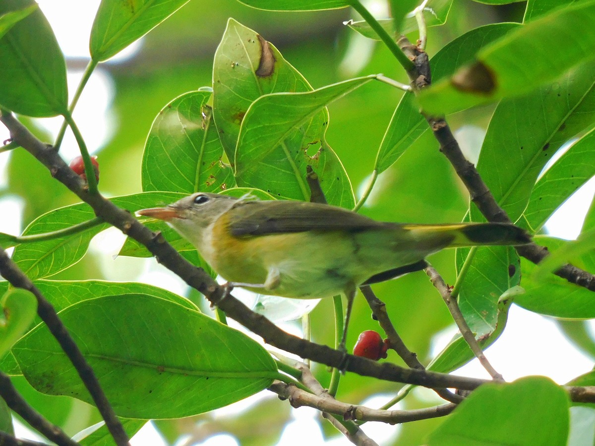 American Redstart - ML642178829