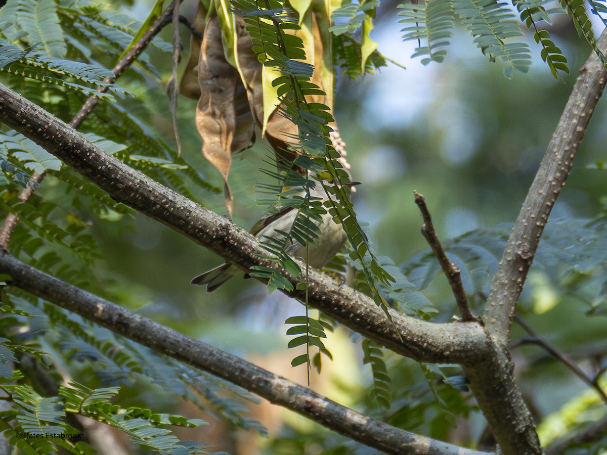 Yellow-rumped Warbler - ML642178848