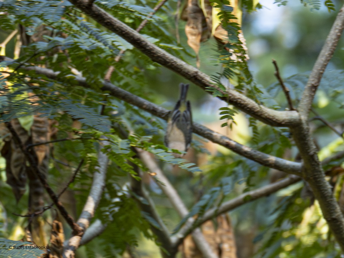 Yellow-rumped Warbler - ML642178849