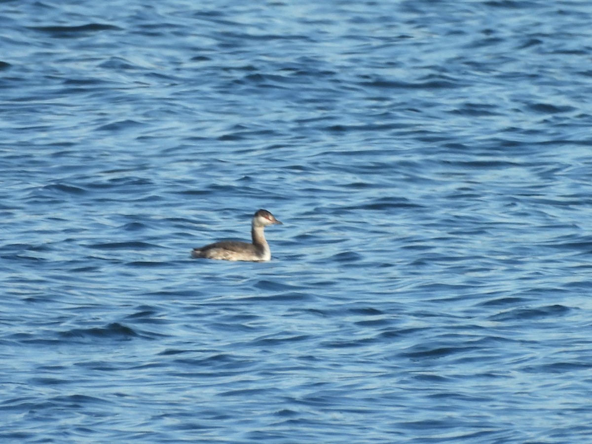 Horned Grebe - ML642178863