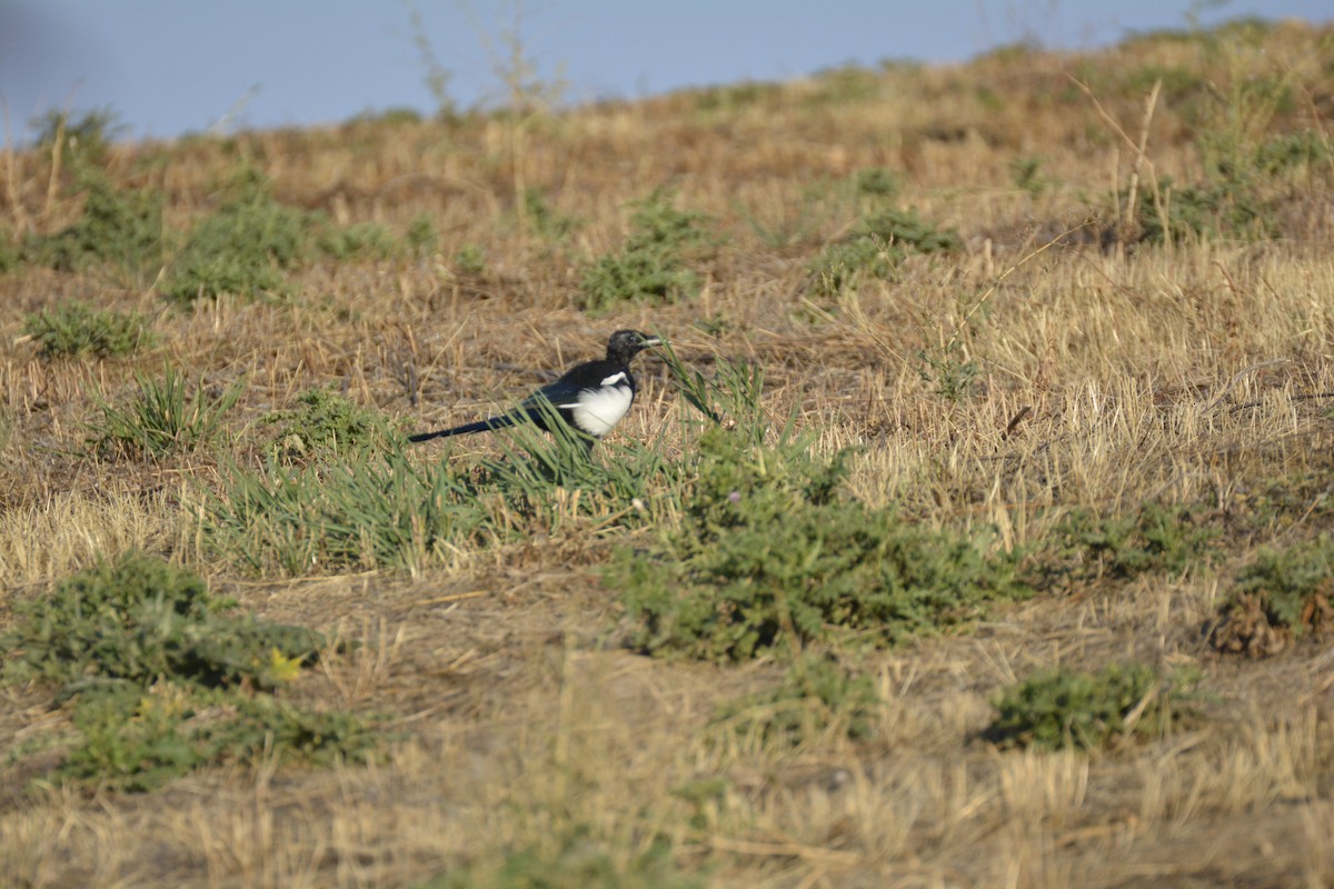 Black-billed Magpie - ML642178867