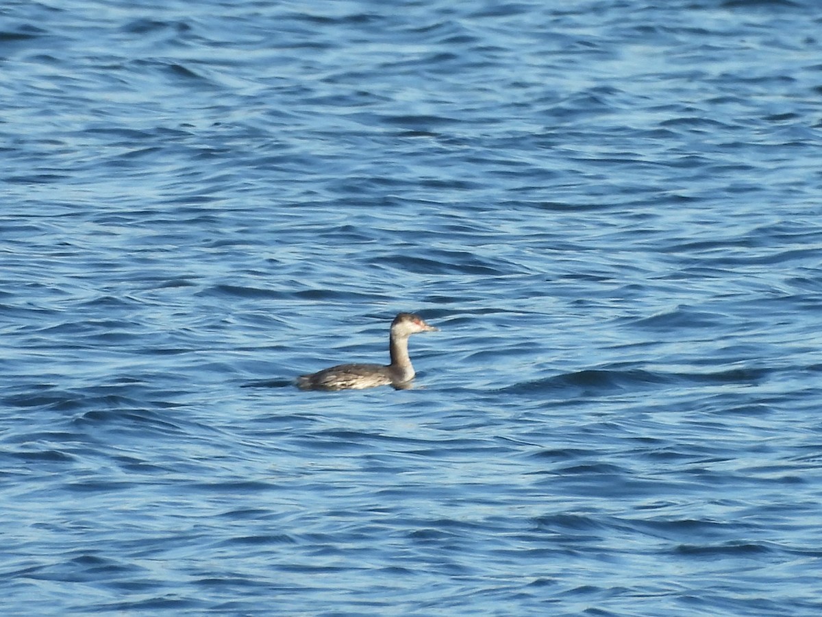 Horned Grebe - ML642178873