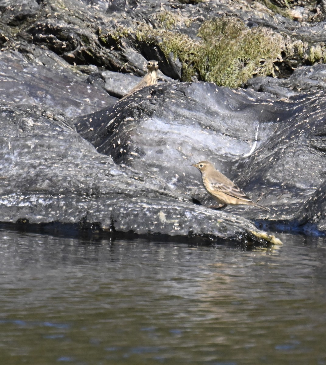 American Pipit - ML642178940