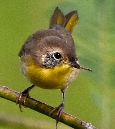 Common Yellowthroat - ML642178947