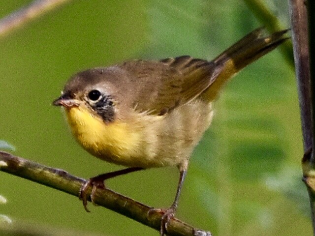 Common Yellowthroat - ML642178949