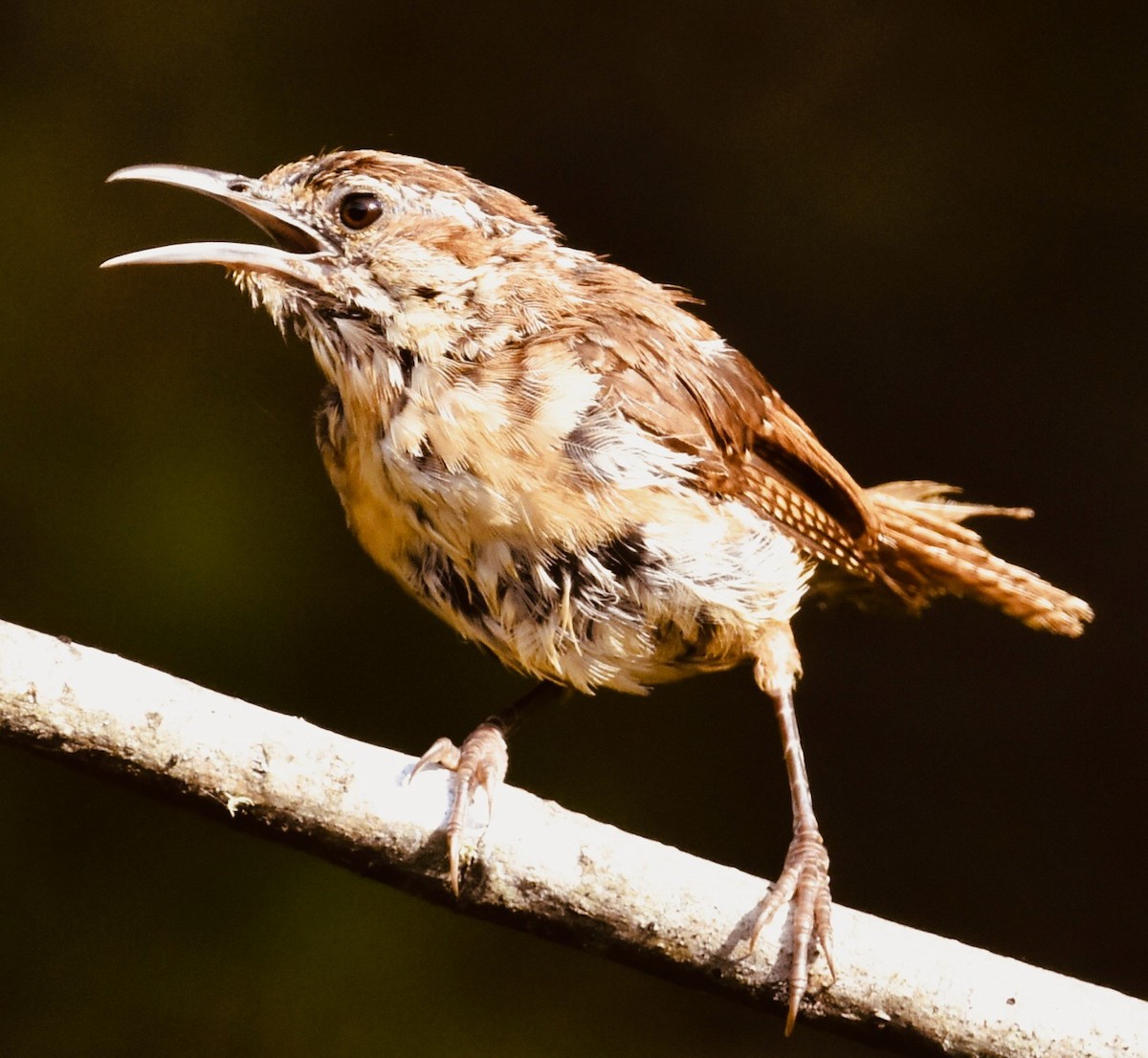 Carolina Wren - ML642178962