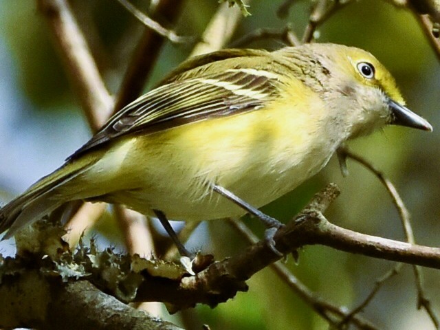 White-eyed Vireo - ML642178966