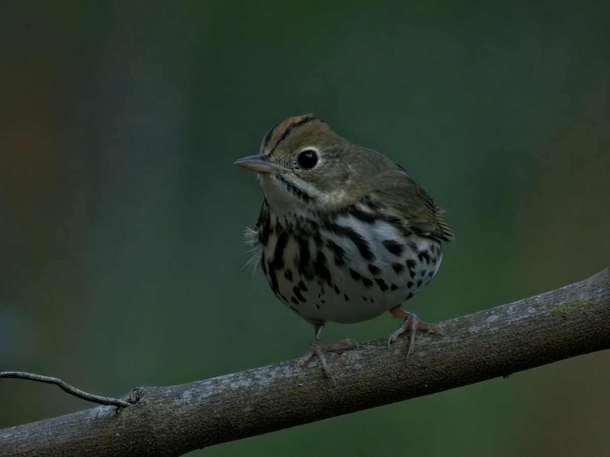 Ovenbird - ML642178980