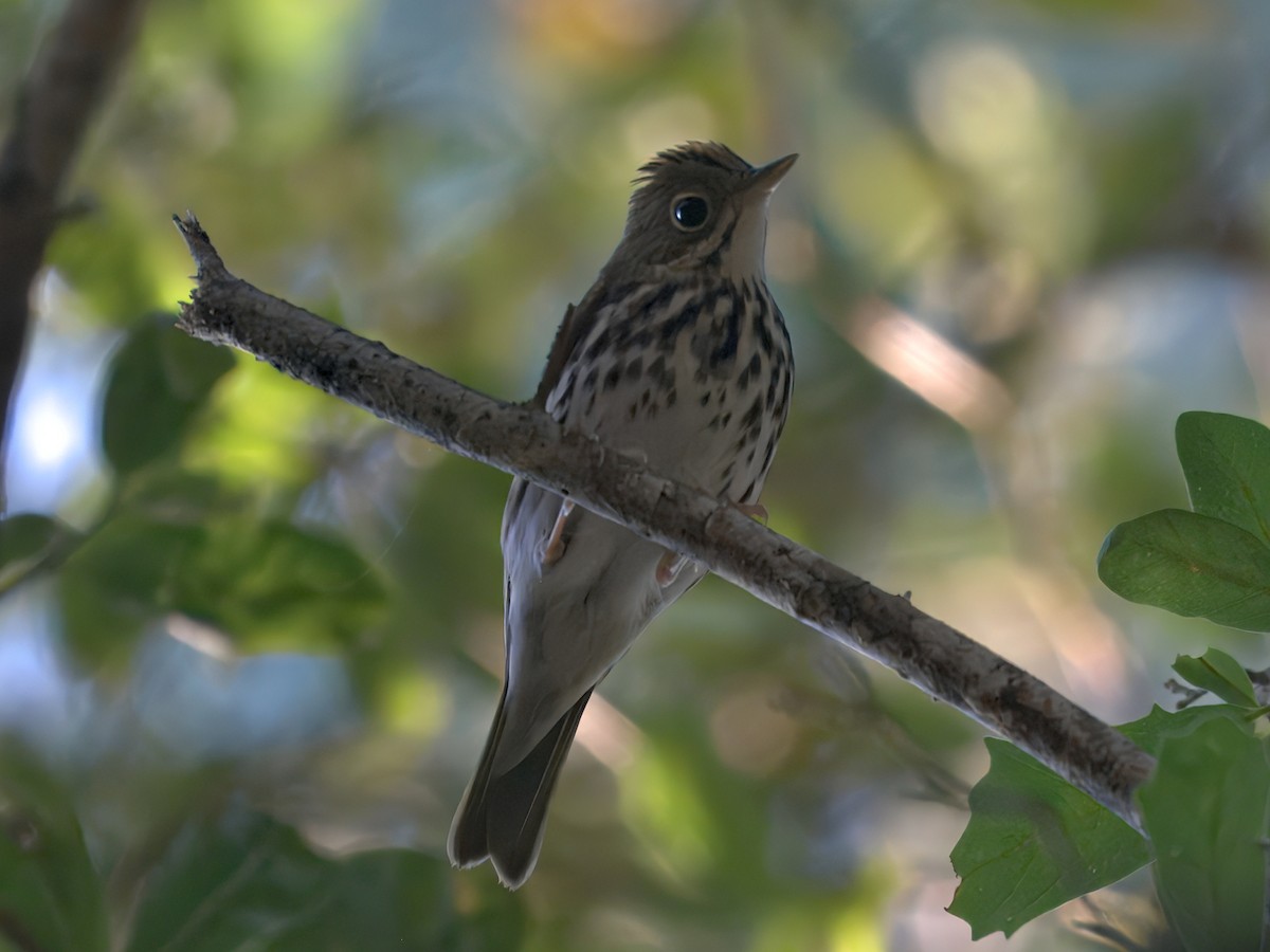 Ovenbird - ML642178981