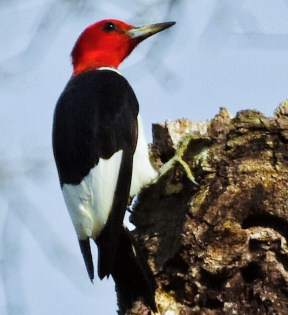 Red-headed Woodpecker - ML642178984