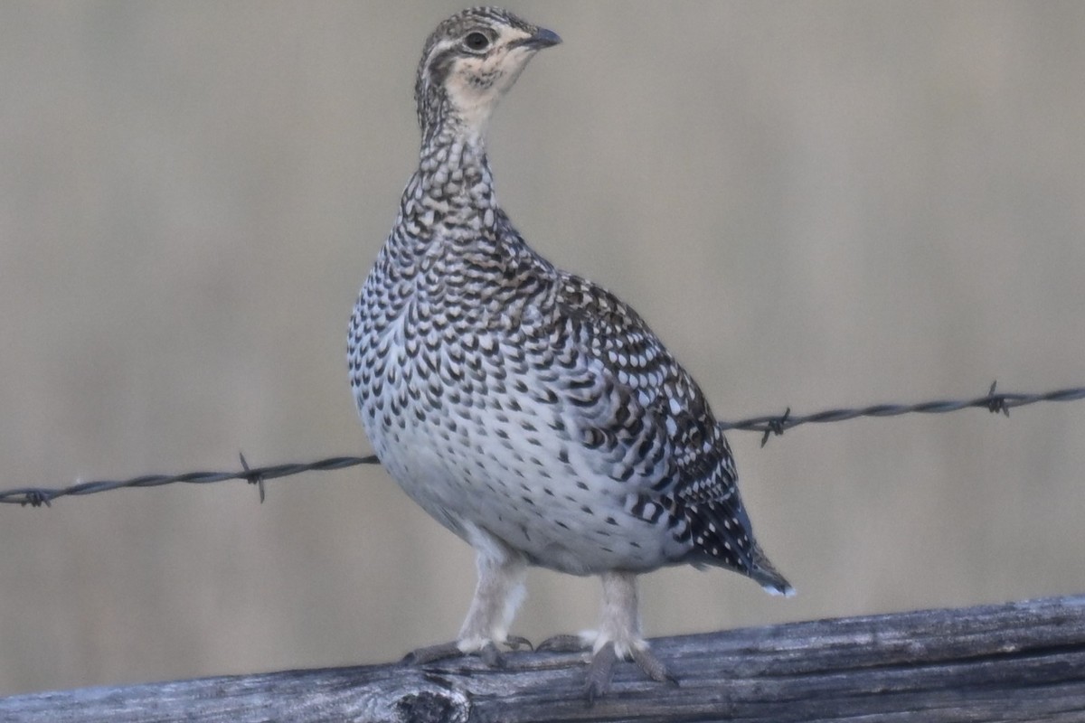 Schweifhuhn - ML642178992