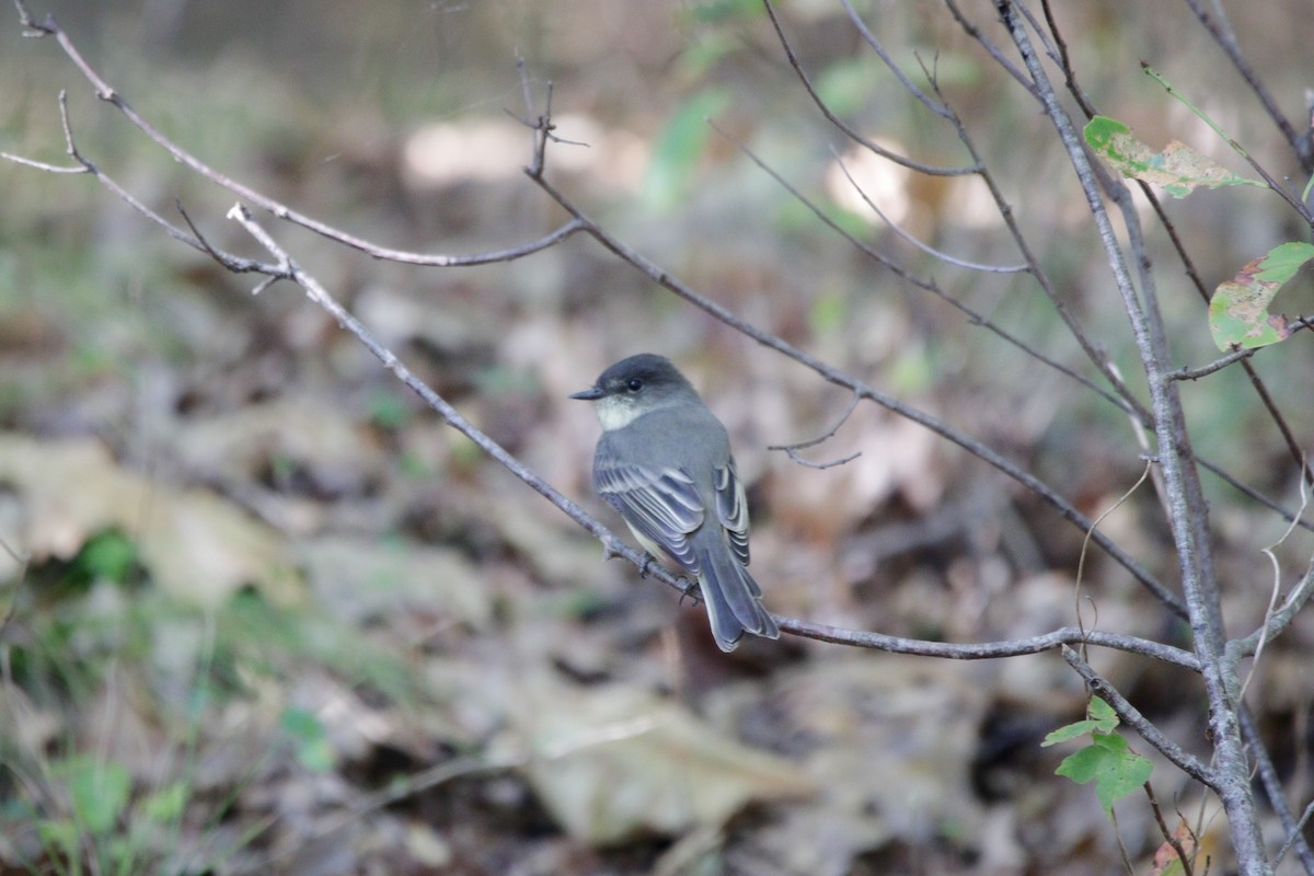 Eastern Phoebe - ML642178996
