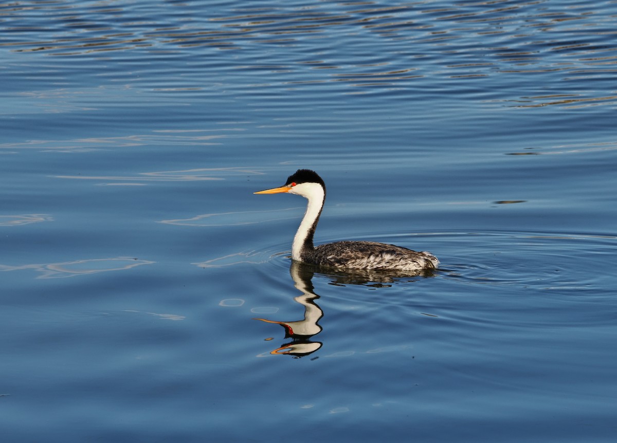 Clark's Grebe - ML642179005