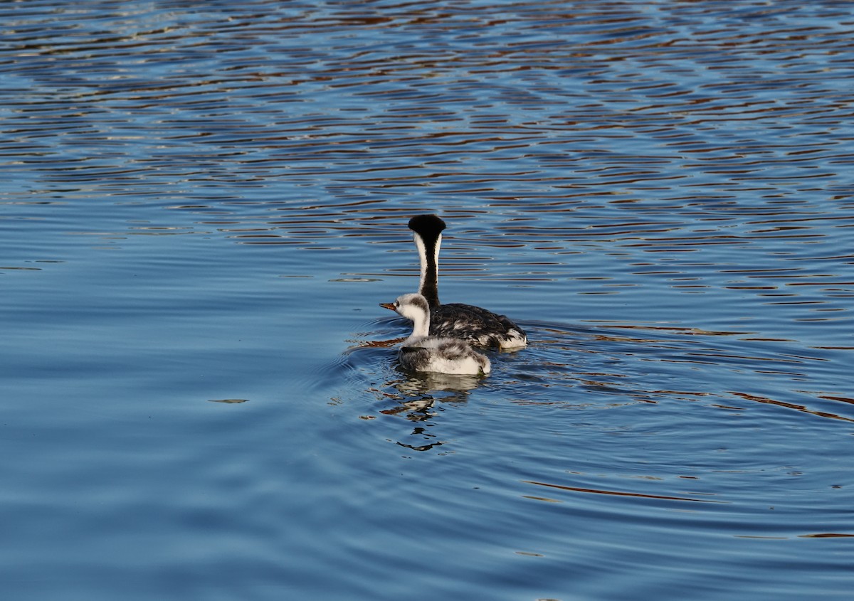 Clark's Grebe - ML642179006