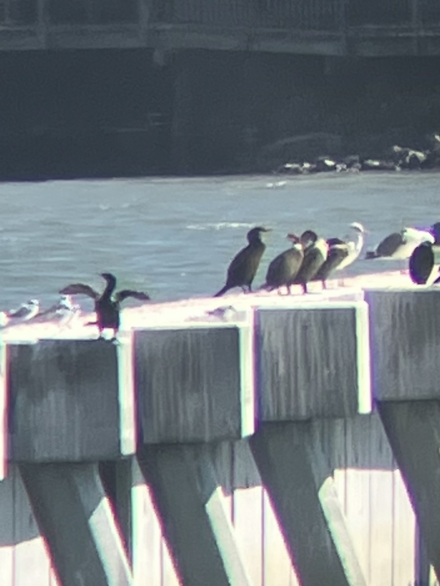 Common Tern - ML642179007