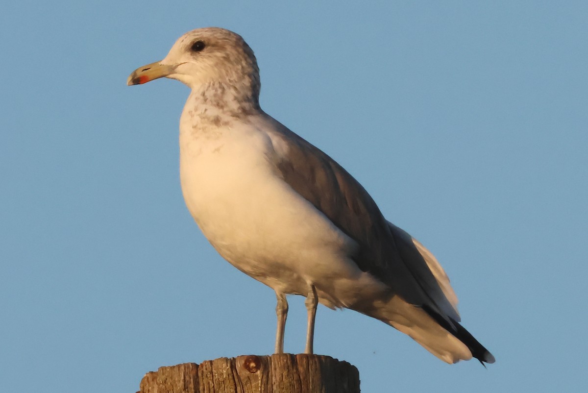 California Gull - ML642179008