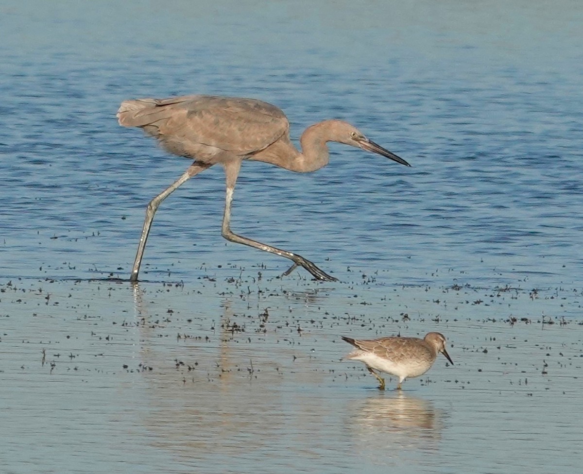 Reddish Egret - ML642179011