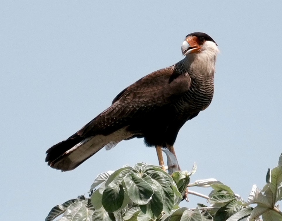 Crested Caracara - ML642179013