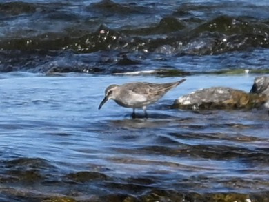 White-rumped Sandpiper - ML642179014