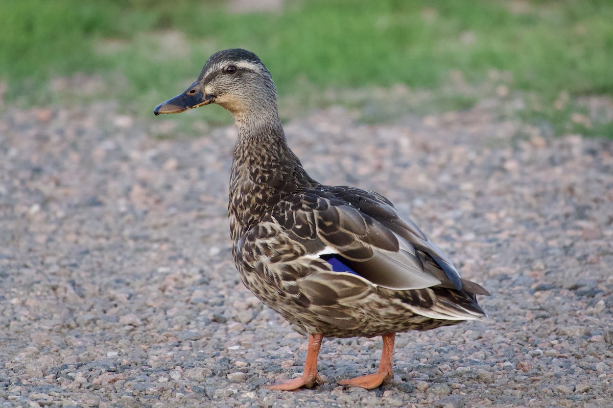 Mallard - ML642179016