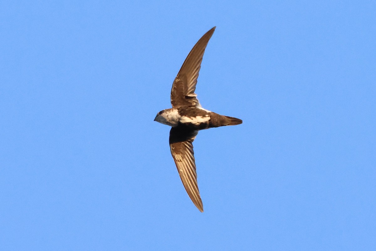 White-throated Swift - ML642179018