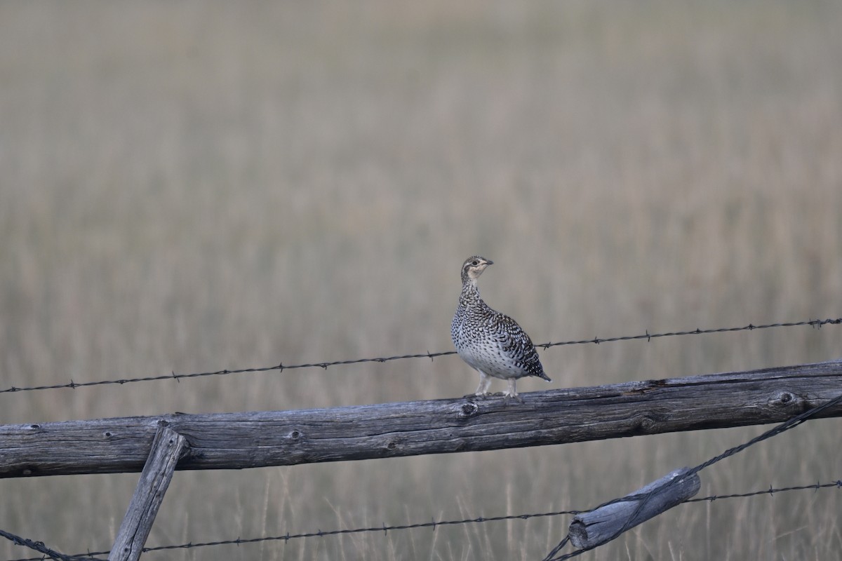 Sharp-tailed Grouse - ML642179019