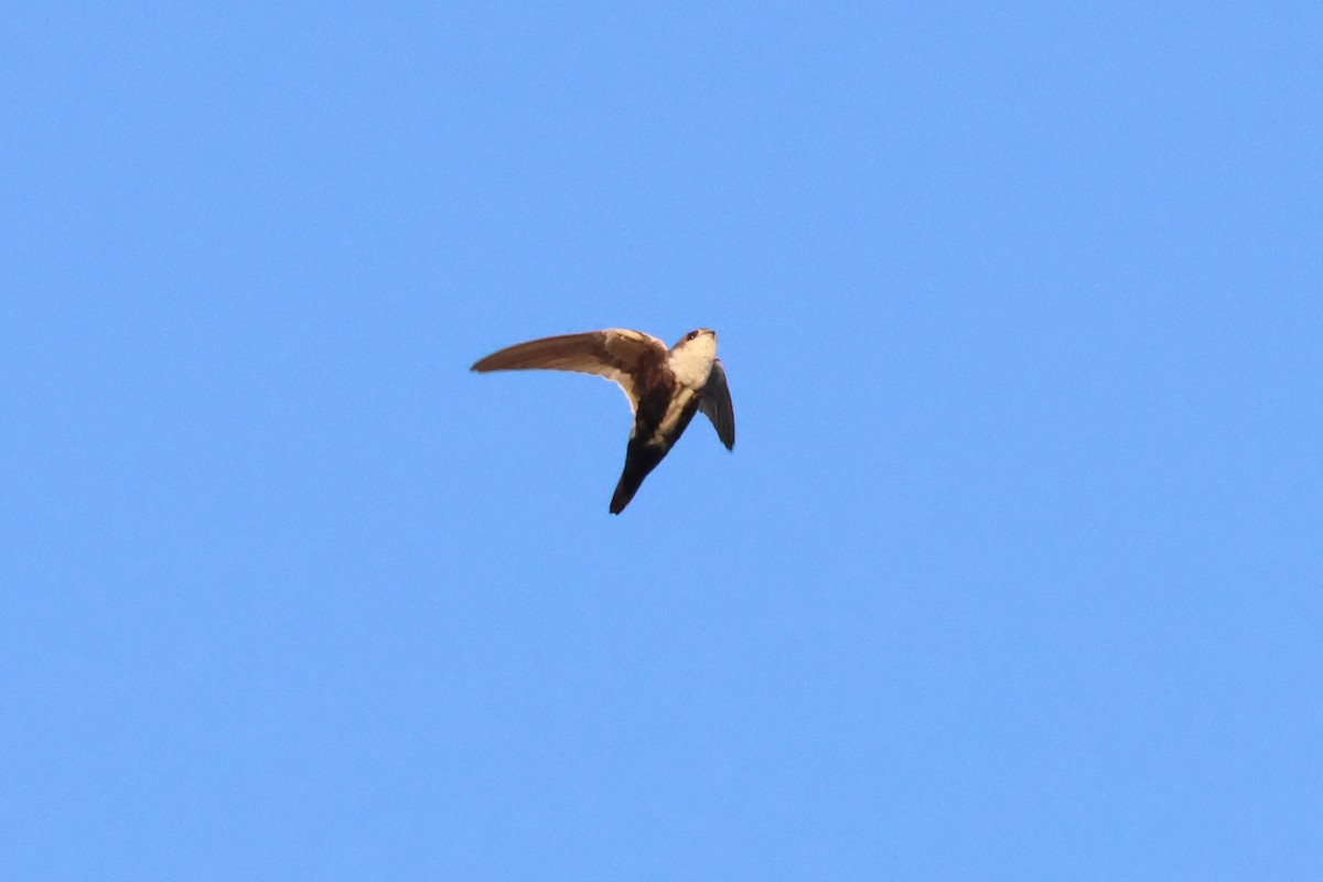 White-throated Swift - ML642179020