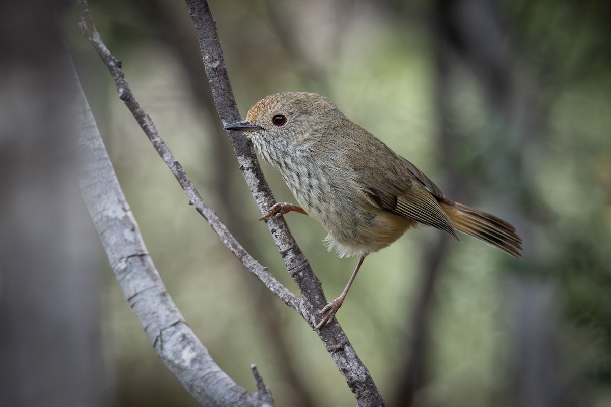 Brown Thornbill - ML642179021
