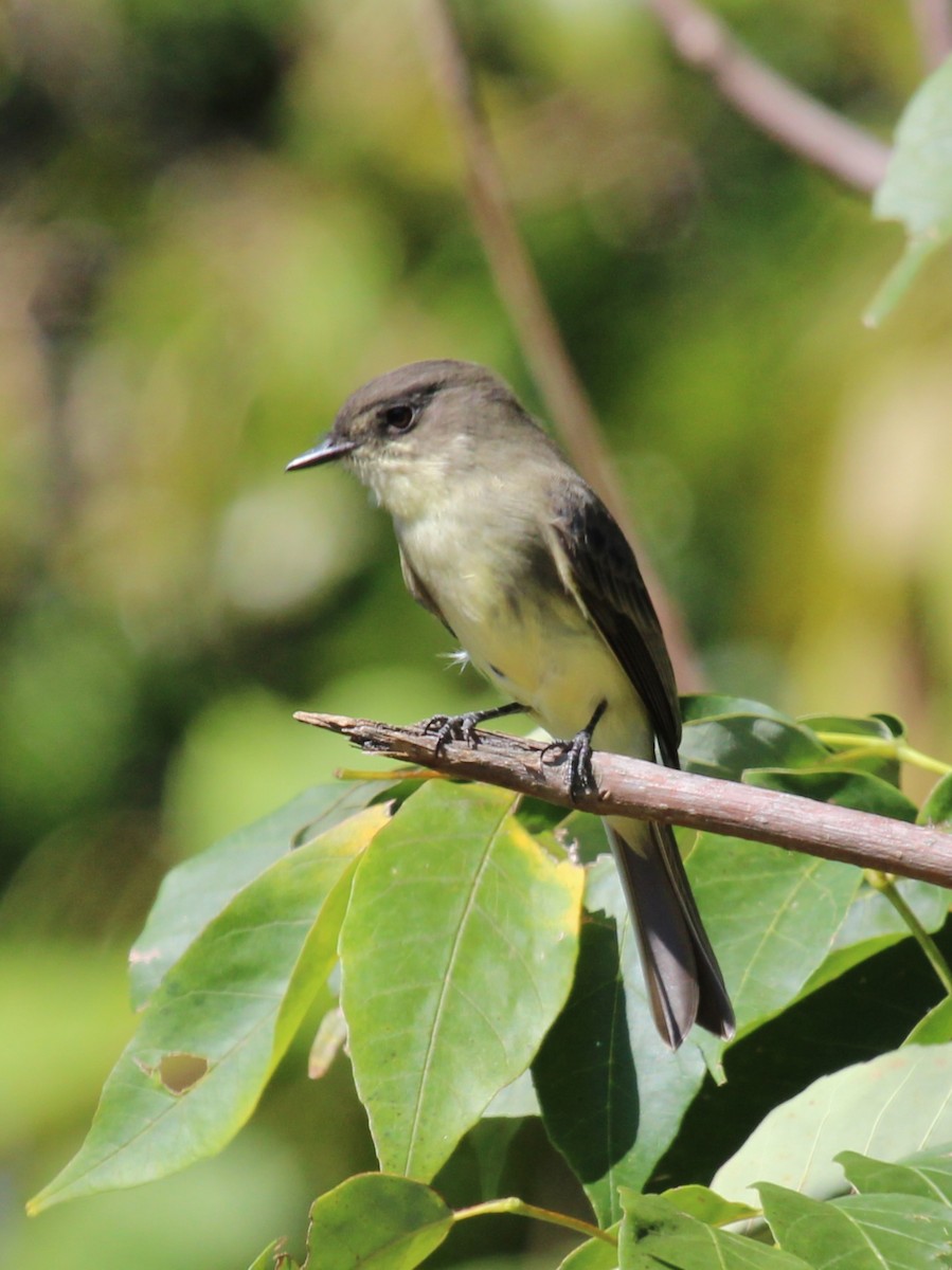 Eastern Phoebe - ML642179023