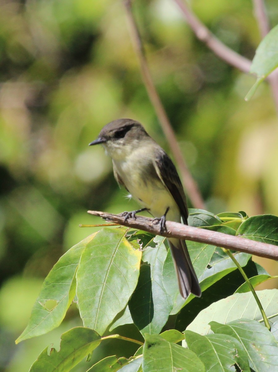 Eastern Phoebe - ML642179025
