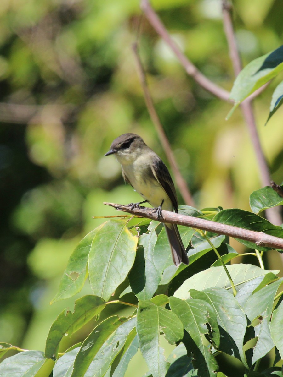 Eastern Phoebe - ML642179027