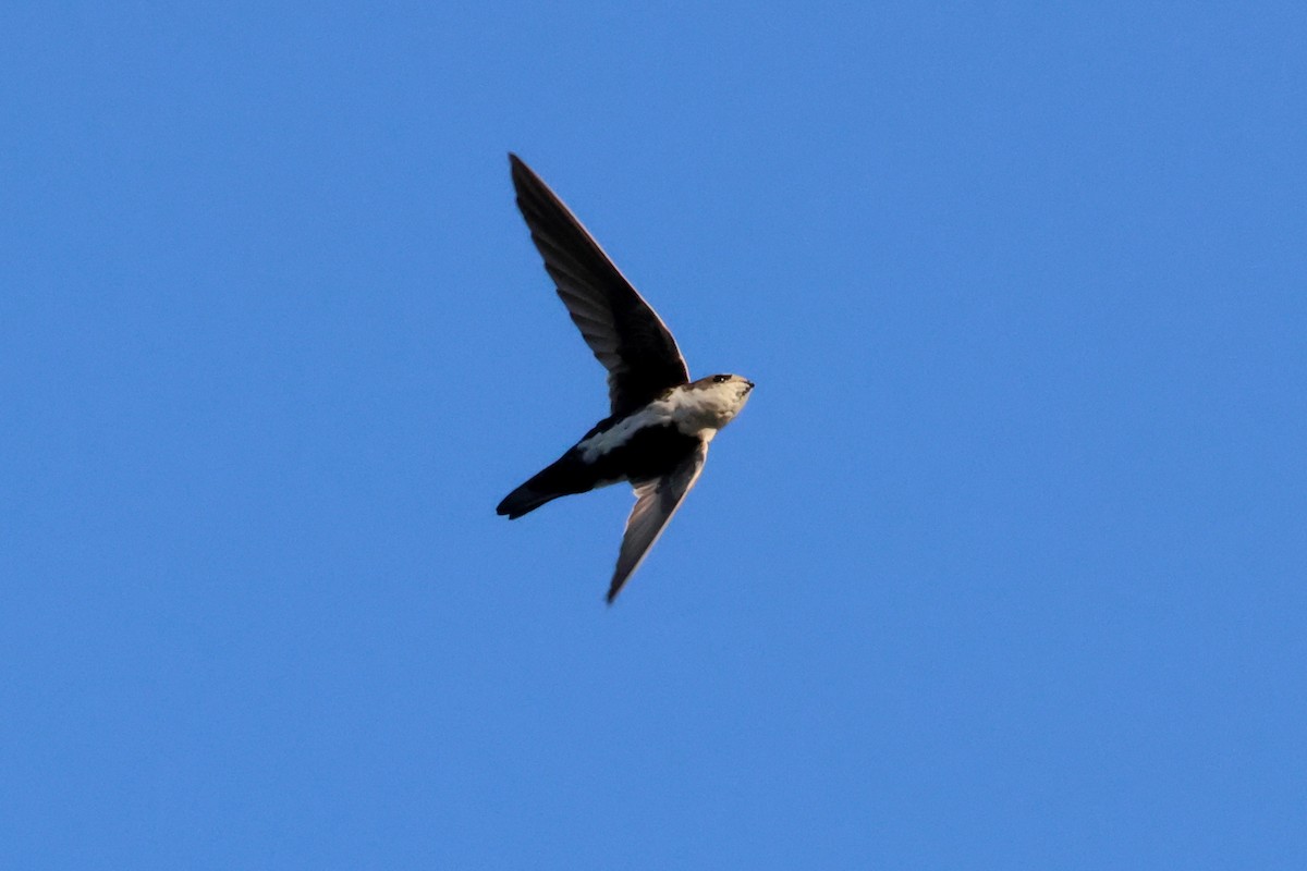 White-throated Swift - ML642179028