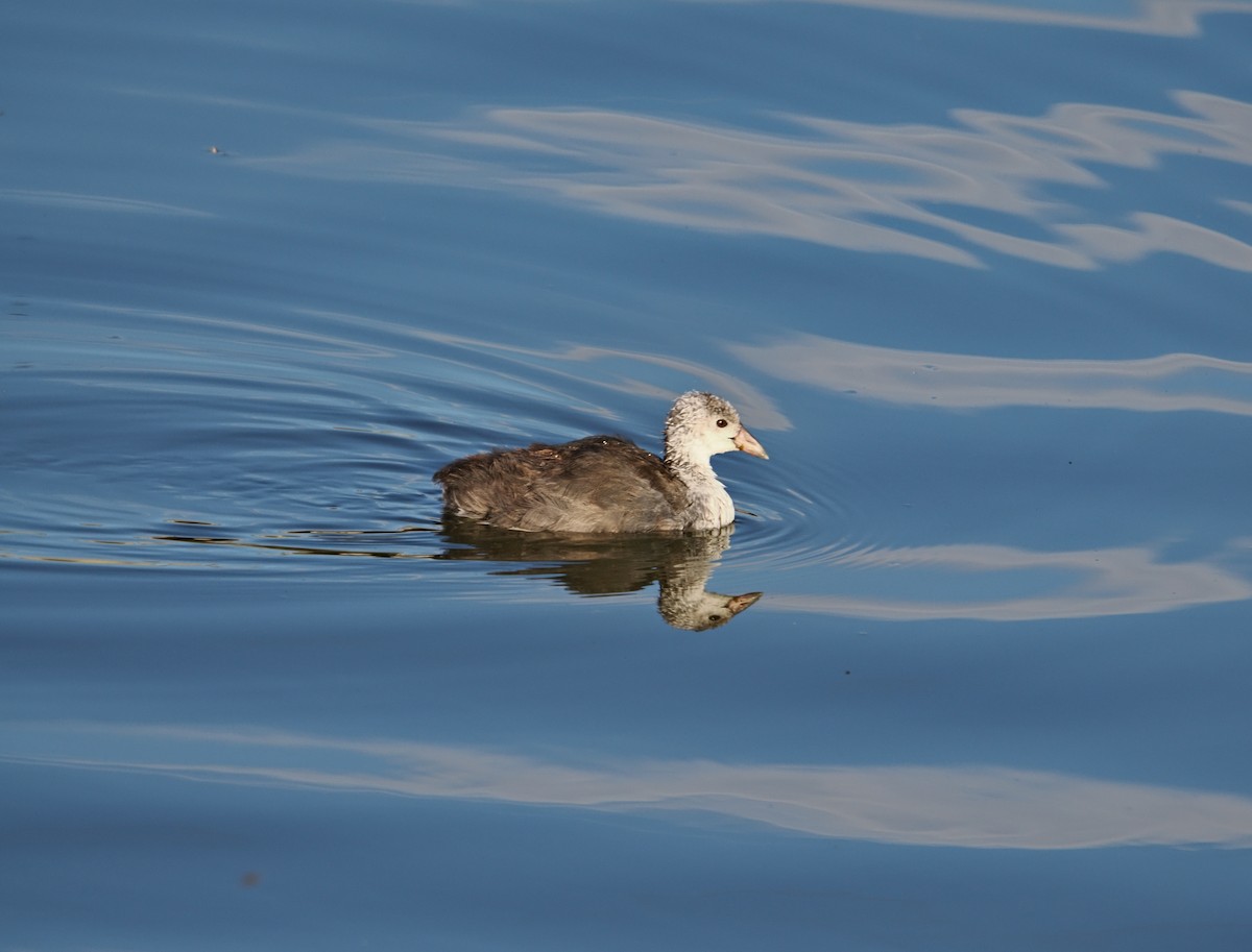 American Coot - ML642179030
