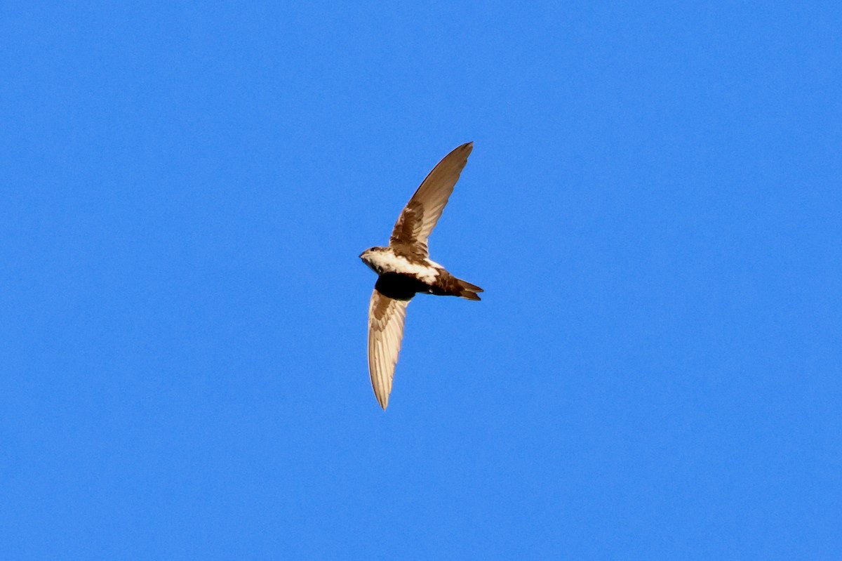 White-throated Swift - ML642179031
