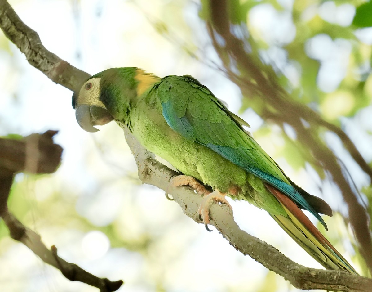 Yellow-collared Macaw - ML642179032