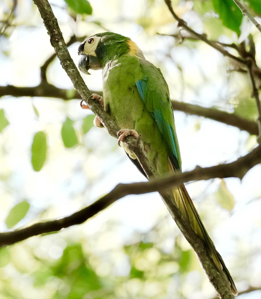 Yellow-collared Macaw - ML642179033