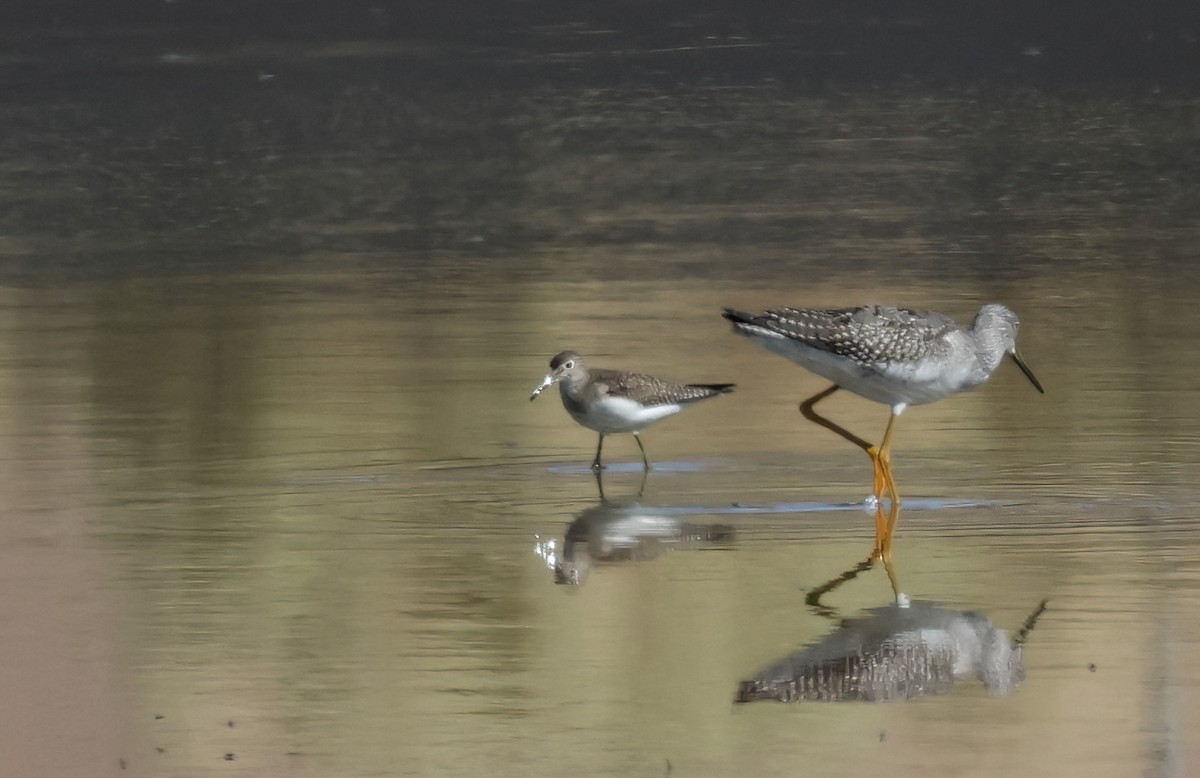 Solitary Sandpiper - ML642179034