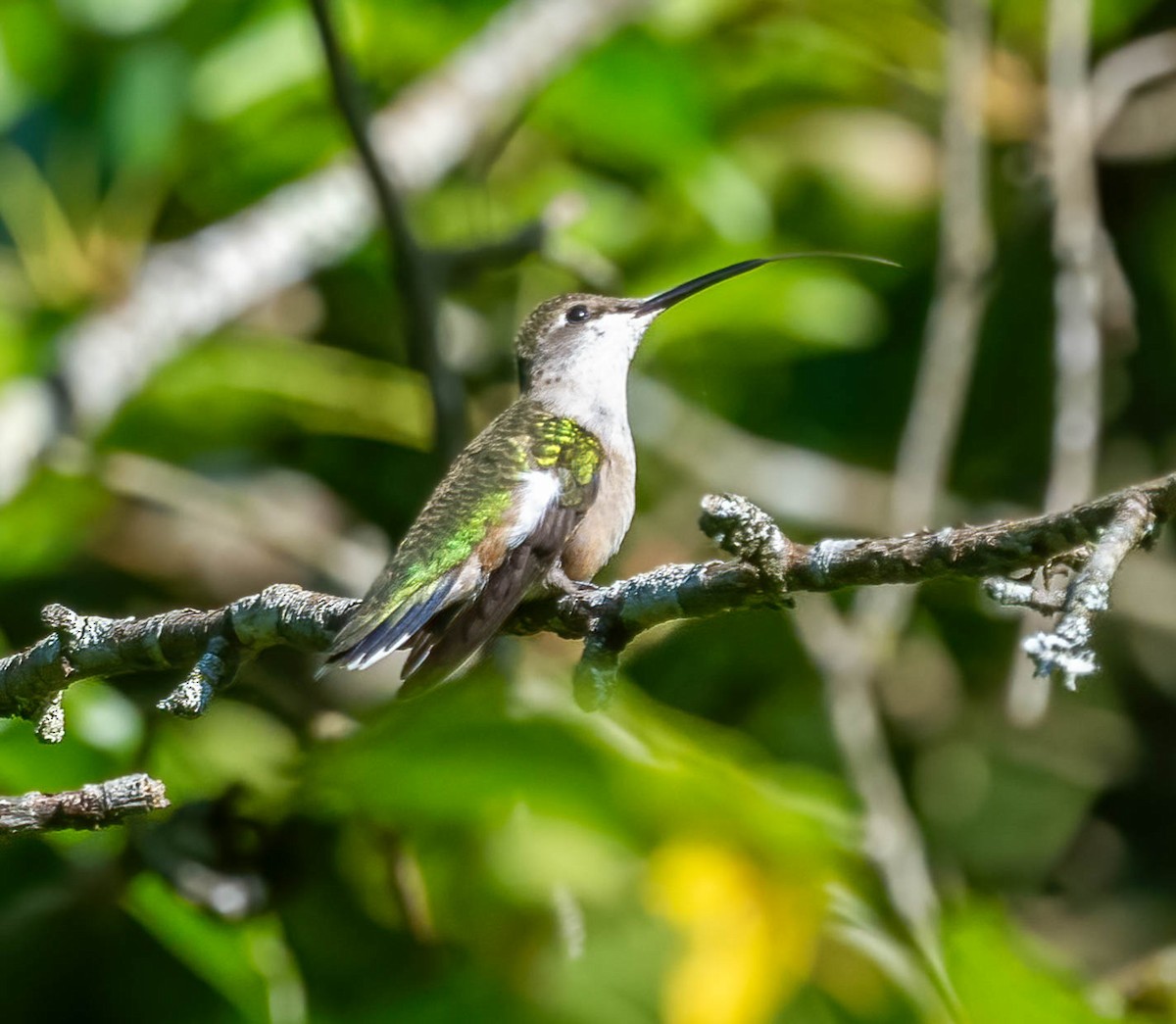 Ruby-throated Hummingbird - ML642179036