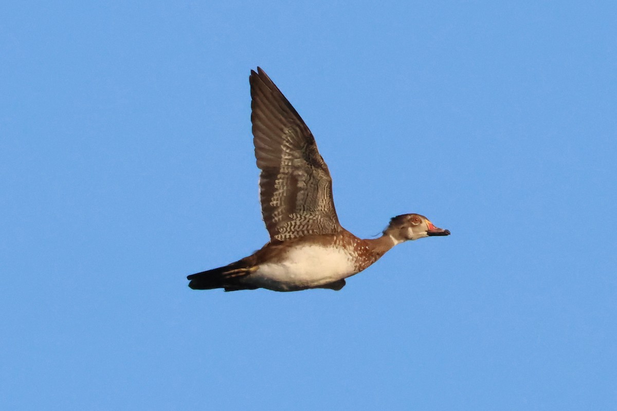 Wood Duck - ML642179037