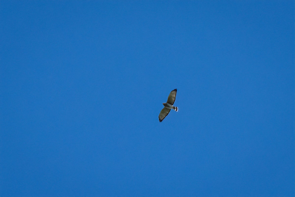 Broad-winged Hawk - ML642179038