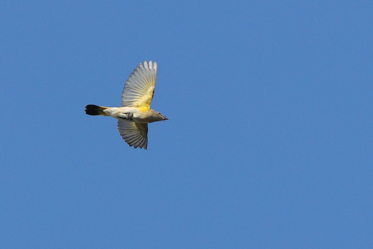 American Redstart - ML642179044