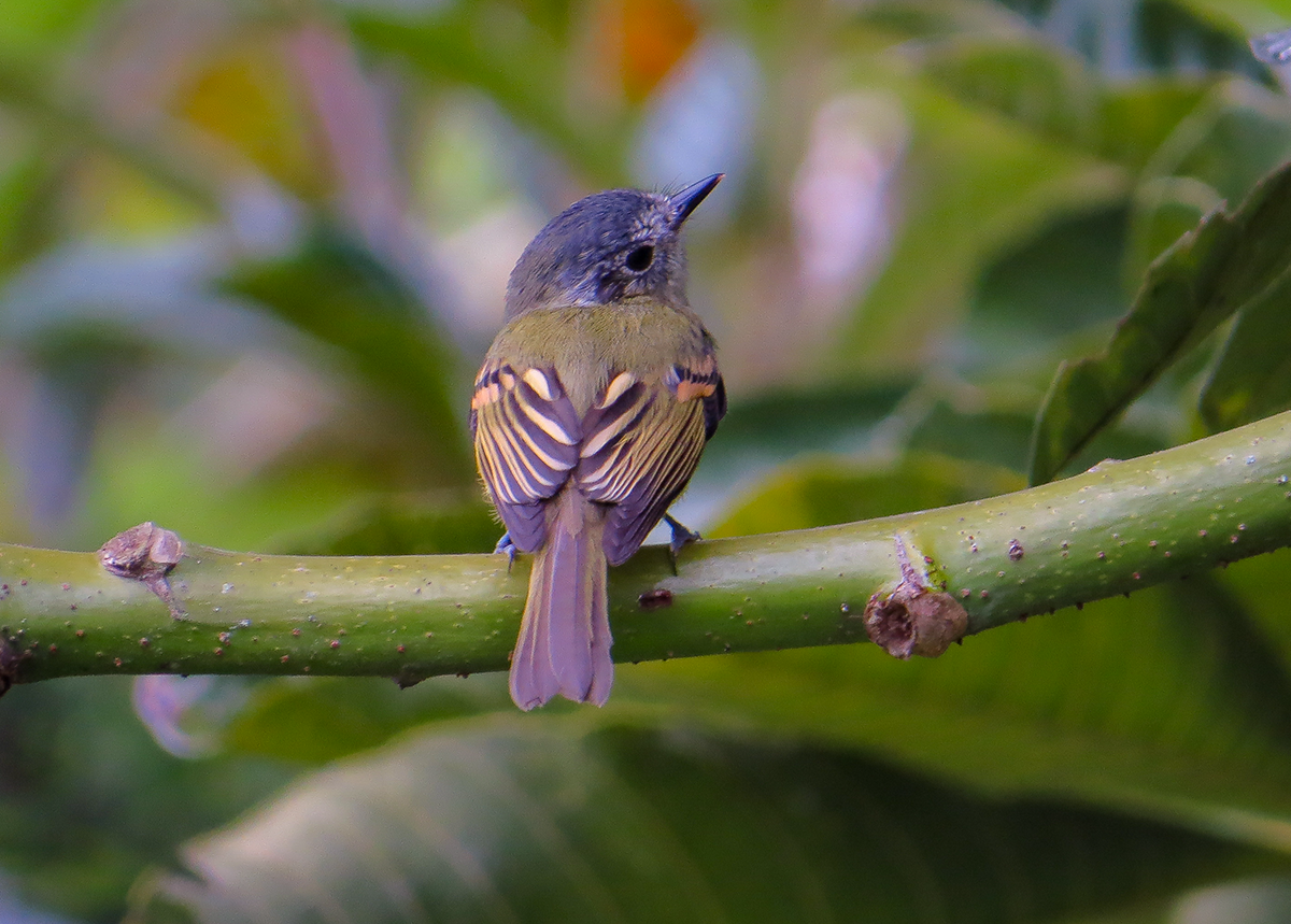 Slaty-capped Flycatcher - ML642179060