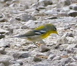 Northern Parula - ML642179078