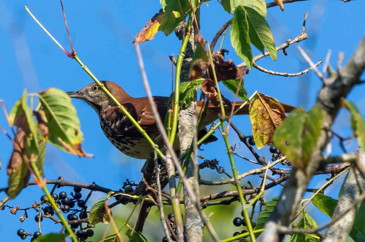 Brown Thrasher - ML642179086