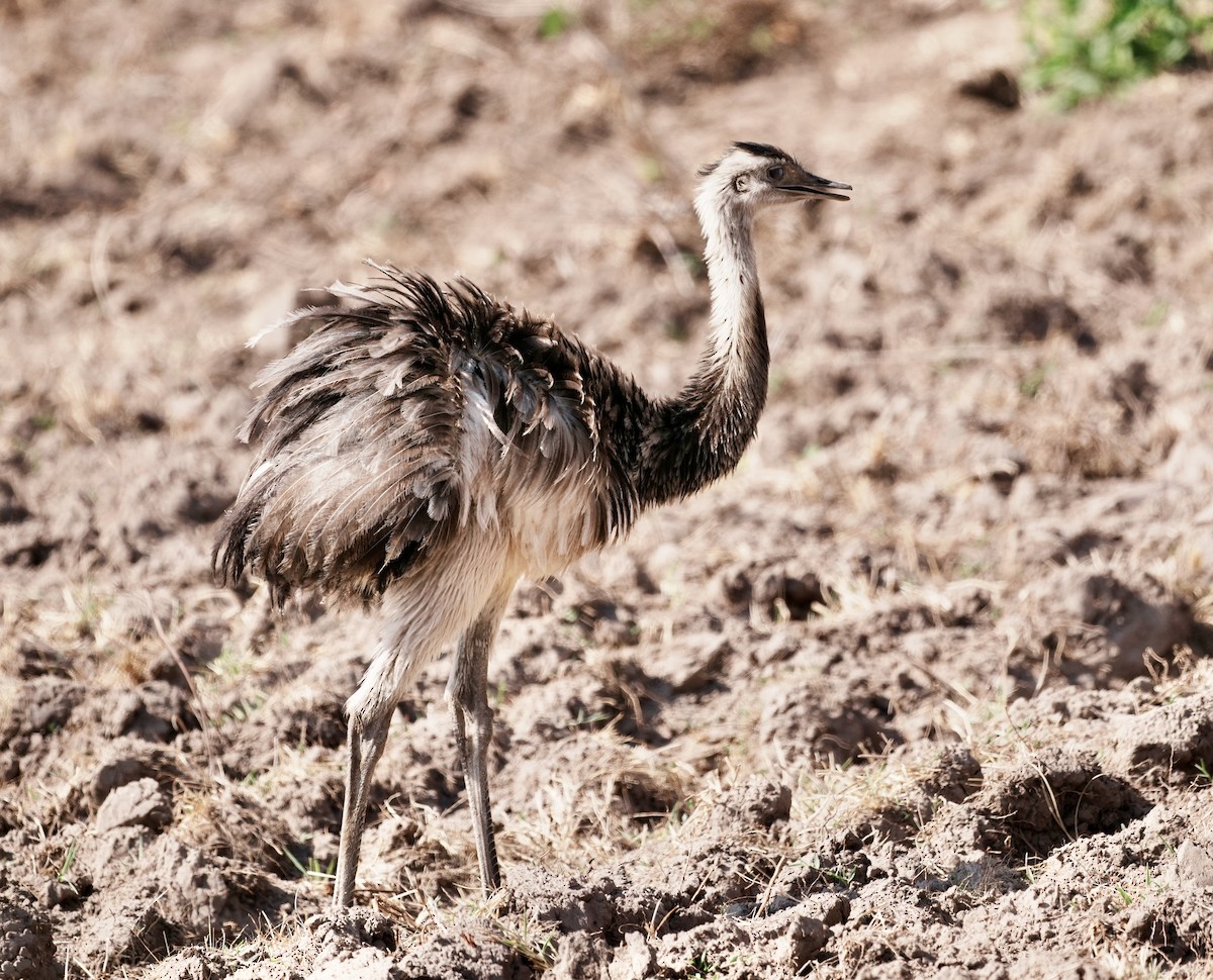 Greater Rhea - ML642179090