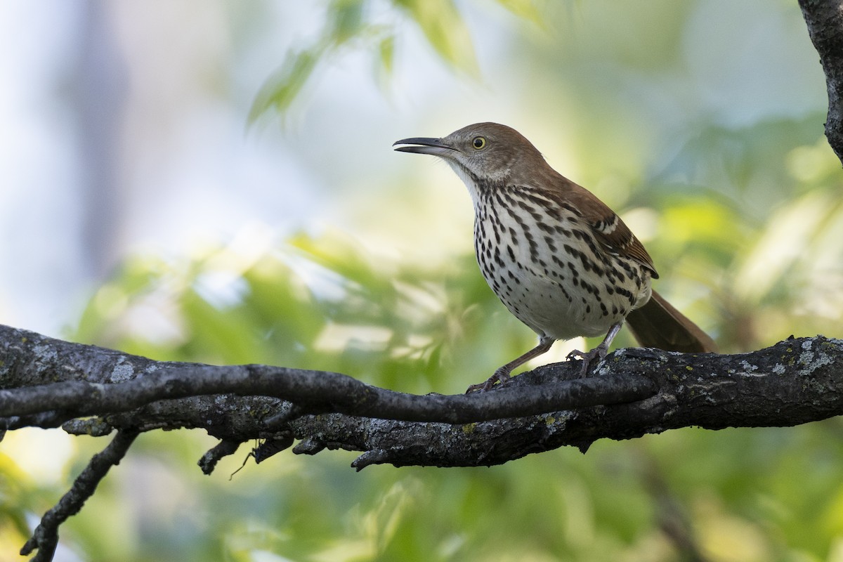Brown Thrasher - ML642179103