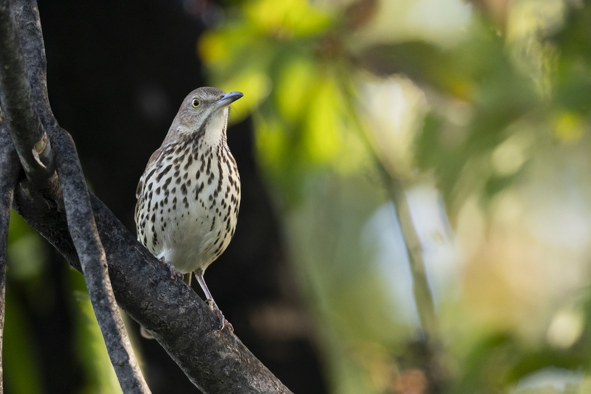 Brown Thrasher - ML642179104