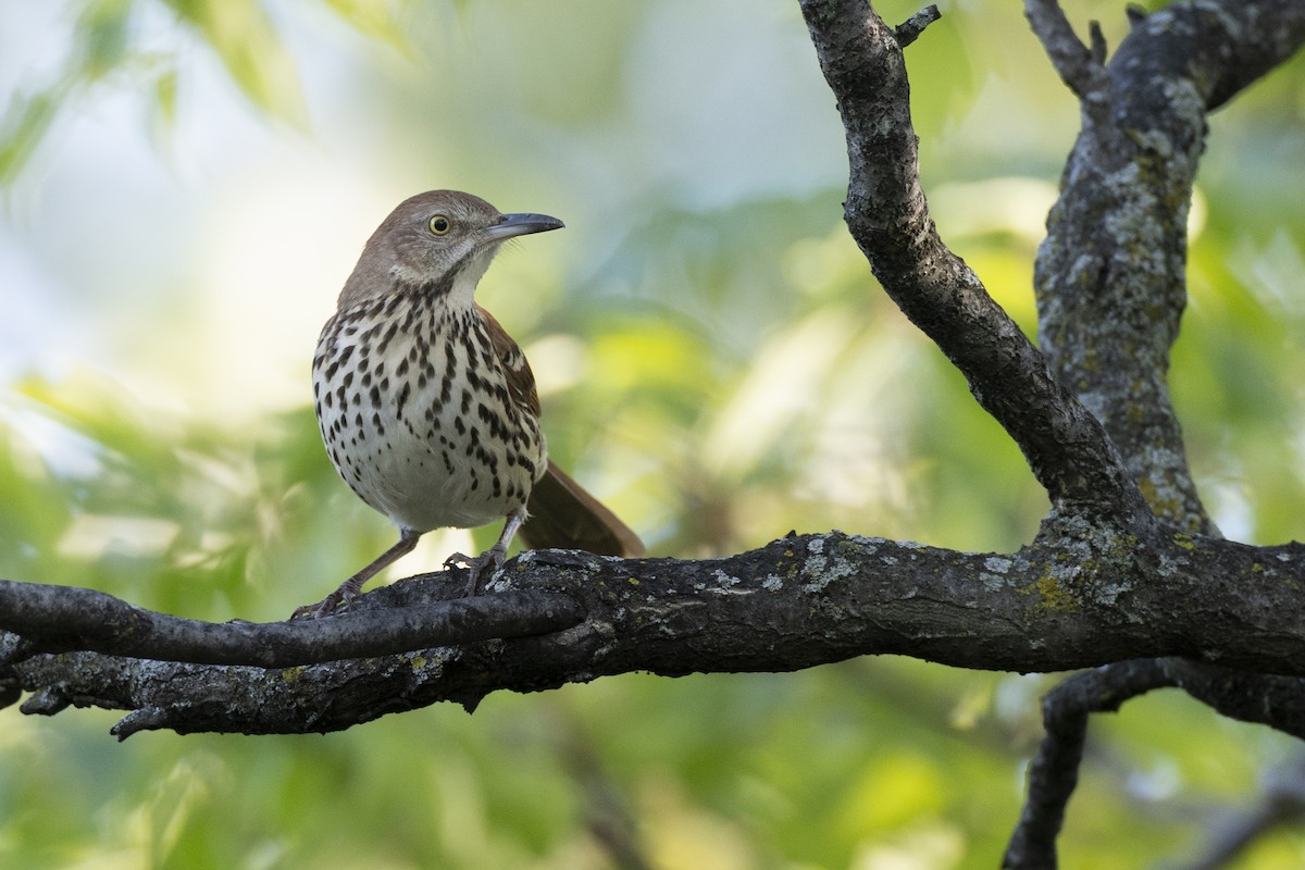 Brown Thrasher - ML642179105