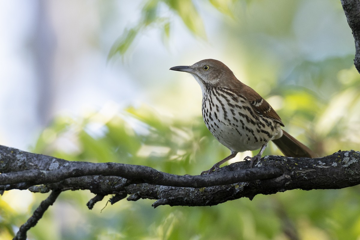 Brown Thrasher - ML642179108