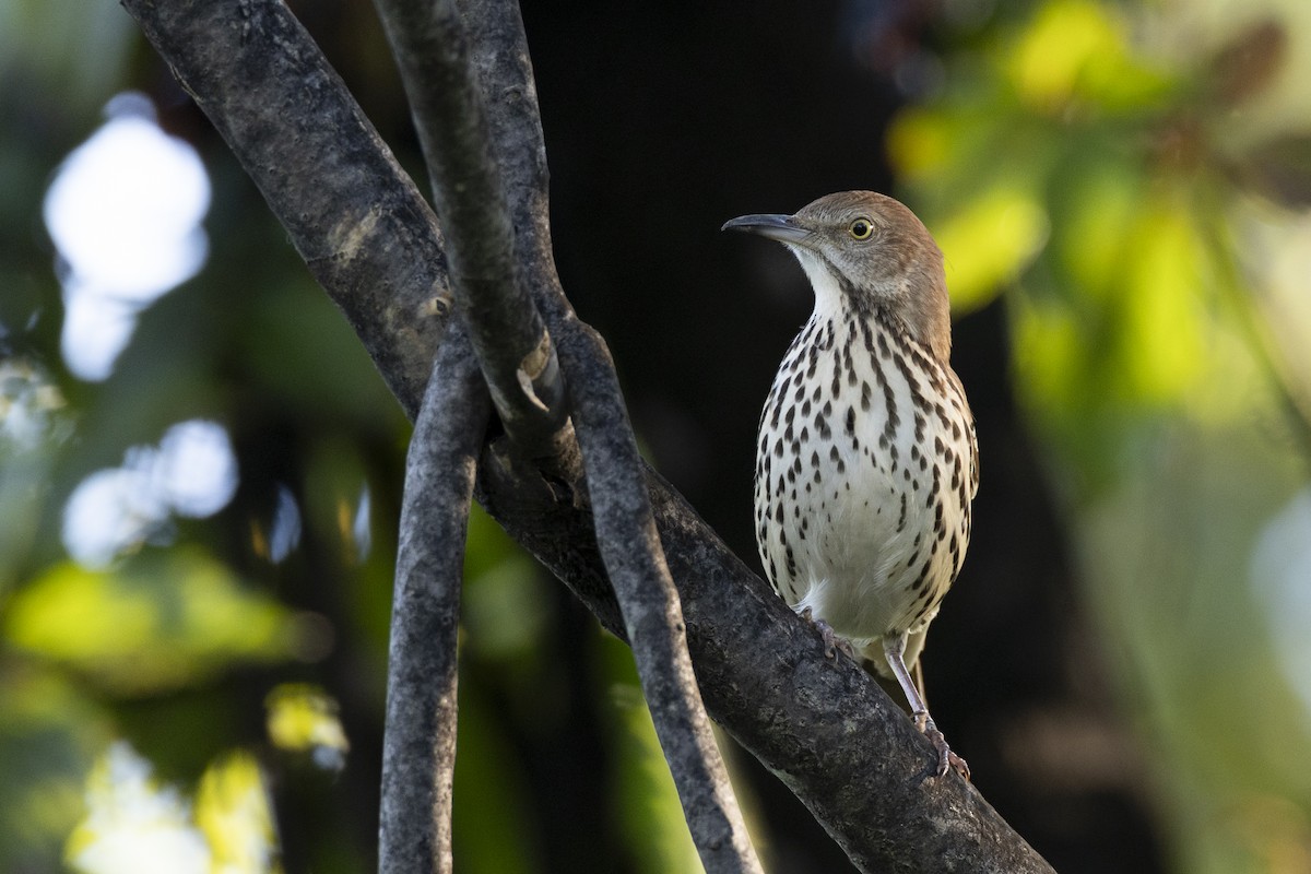 Brown Thrasher - ML642179109
